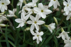 Ipheion 'Alberto Castillo�'