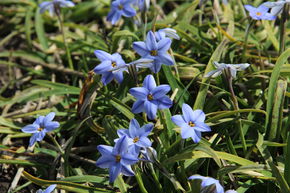 Ipheion 'Rolf Fiedler'