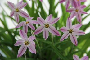Ipheion 'Tessa'