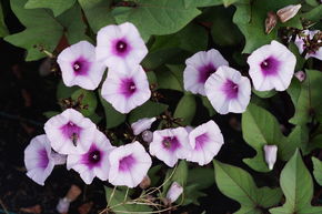 Patate douce Sugabeauty� 'Blooming Lady'�