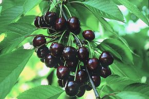 Cerisier doux 'Giorgia'