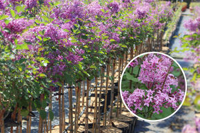 Lilas 'Bloomerang Dark Purple�' - Haute tige 