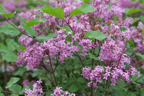 Lilas nain, Syringa 'Bloomerang Dark Purple�'