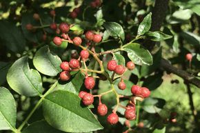 Poivrier du Sichuan Piperitum