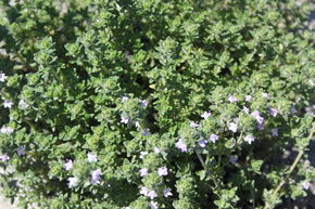 Thymus 'Pinewood'