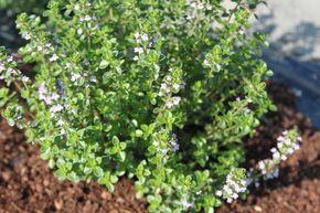 Thym citronn� 'Lemon'