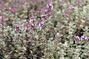 Thym citronn� 'Silver Queen'