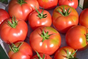 Tomate 'Berner Rosen'