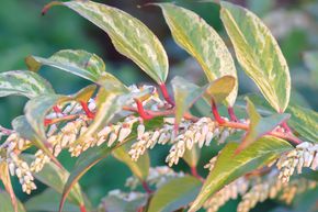 Leucothoe 'Rainbow'