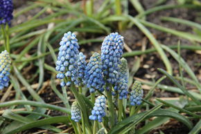 Muscari 'Manon�'