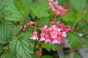 Fausse spir�e rose