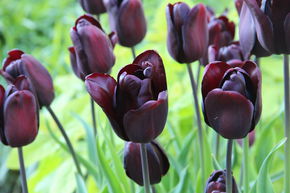 Tulipe Triumph 'Continental'
