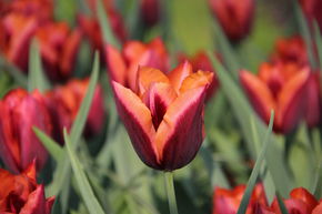 Tulipe Triumph 'Slawa'