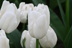 Tulipe triomphante 'White Sensation'