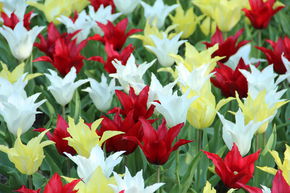 Tulipes Triumph m�lange 'Tres Chic Festival�'