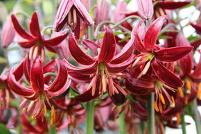 Lis Martagon 'Claude Shride'
