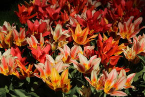 Tulipes m�lange 'Fun Colors�'