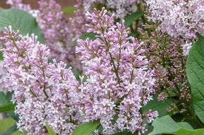 Lilas de Hongrie