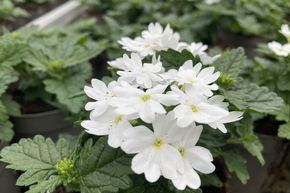 Verveine annuelle - blanche (lot de 8)