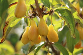 Cornouiller m�le 'Yellow Molalla'