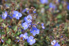 V�ronique rampante 'Georgia Blue' (bleu de Georgie)