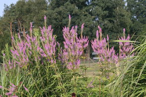 V�ronique de Virginie 'Fascination'