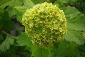 Viorne � fleurs doubles 'Roseum' - plante XXL