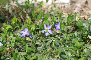 Petite pervenche 'Bowles'