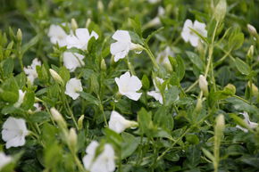 Petite pervenche 'Elisa'