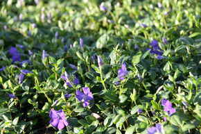 Petite pervenche 'Marie'