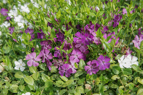 Petite pervenche violette (lot de 6)