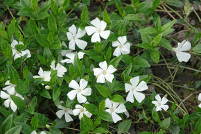 Petite pervenche � fleurs blanches (lot de 6)