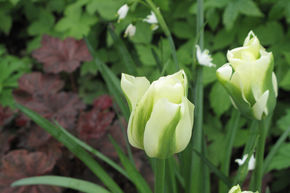 Viridiflora Tulipe, Tulipe verte 'Spring Green'