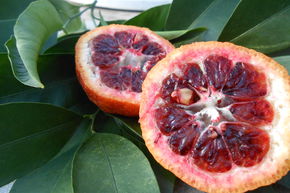 Mandarine 'Amoa 8'