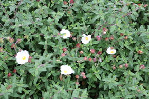 Ciste compact, �tal�, � fleurs blanches