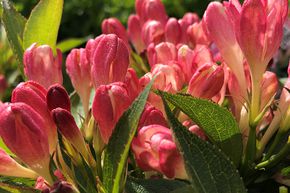 Weigela 'All Summer Peach�'