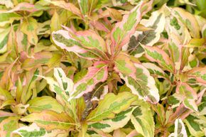 Weigela 'My Monet Sunset�'