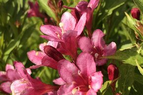 Weig�lia nain 'Picobella Rosa�'