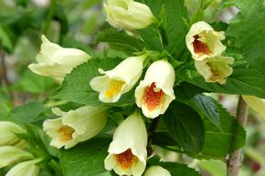Weigela de Middendorf