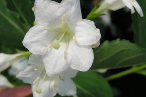 Weigelie 'Snowflake'