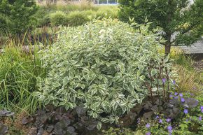 Cornouiller blanc 'Ivory Halo�'