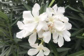 Laurier-rose blanc 'Mont Blanc'