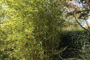 Bambou g�ant 'Aureocaulis'