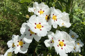 Ciste du Portugal 'Decumbens'