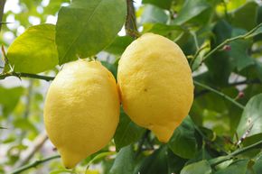 Citron de Sorente 'Limone Ovale di Sorrento'