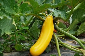 Courgette 'Gold Rush'