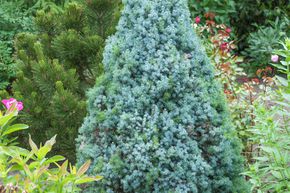 �pinette blanche 'Blue Wonder�'
