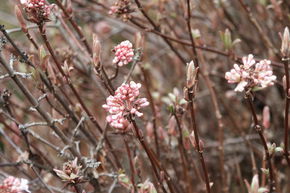 Viorne odorante naine 'Nanum'