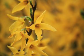 Forsythia nain 'M�l�e d'Or�'