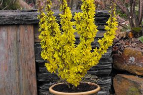 Forsythia nain 'Nimbus'